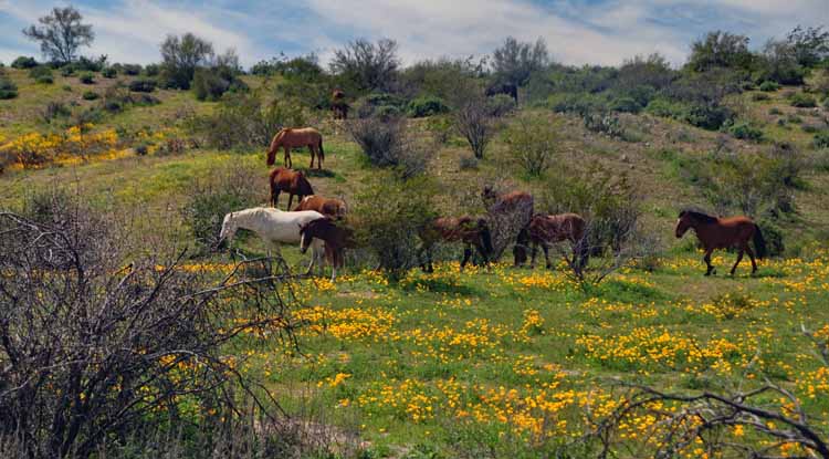 mustangs